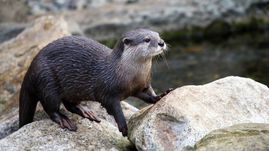 Otter at the zoo