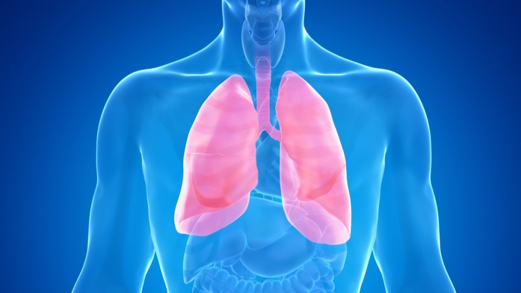 An illustration of the lungs, which can be strained due to COPD