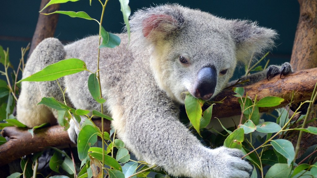 Koala eating at the zoo