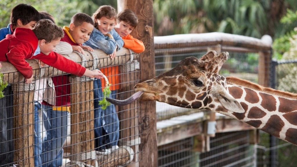 Feeding giraffes at the zoo