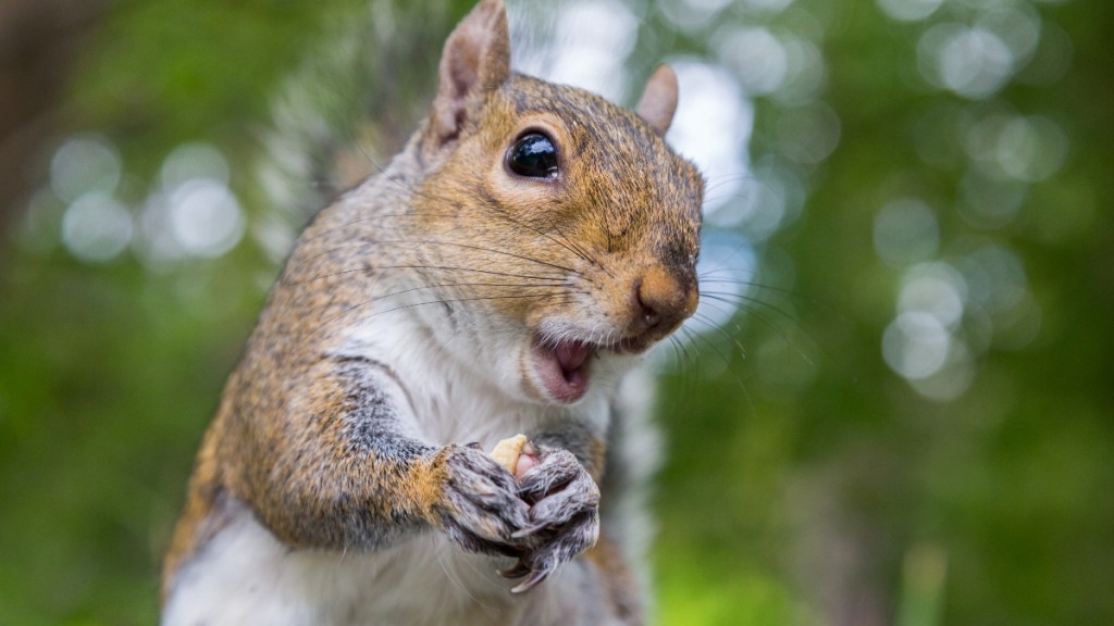 A close up of a squirrel