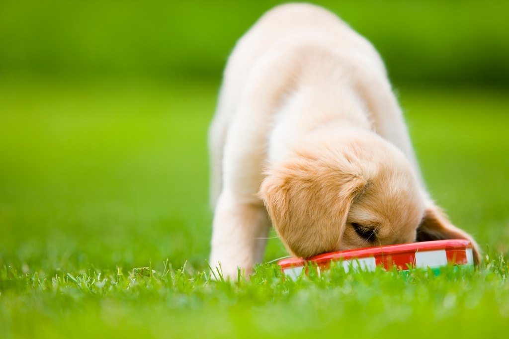 Golden Retriever Puppy Eating