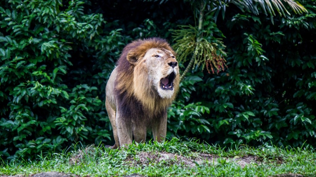 A roaring lion at the zoo