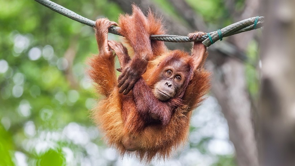 Orangutan at the zoo