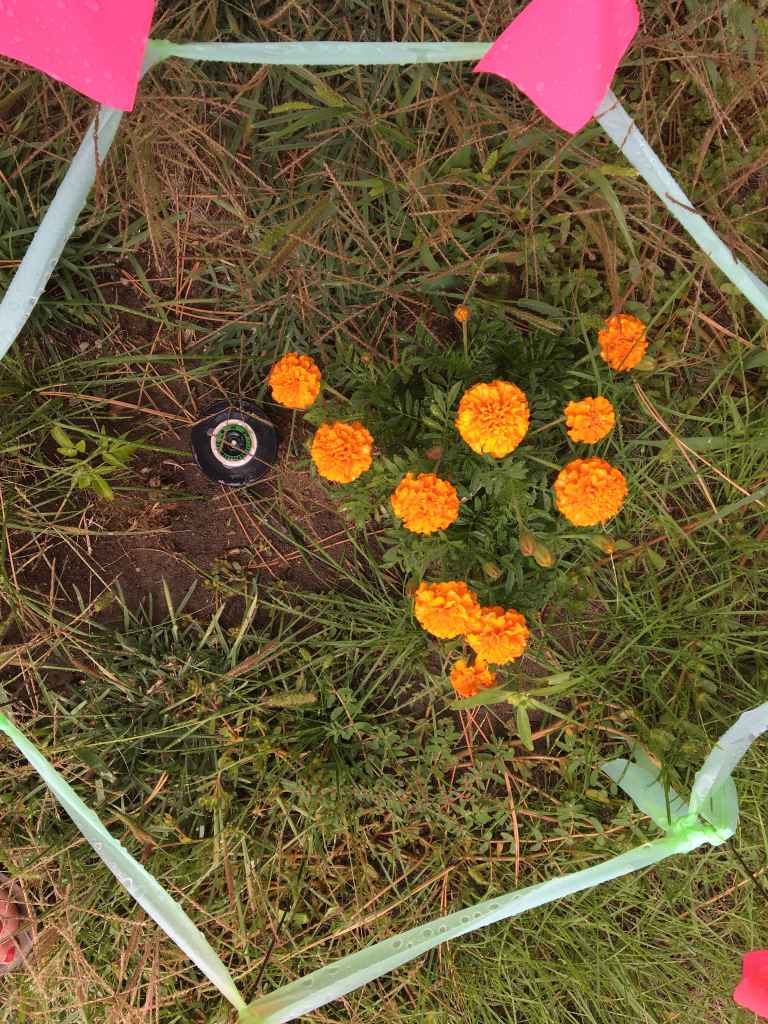 The beautiful weeds that turned into flowers