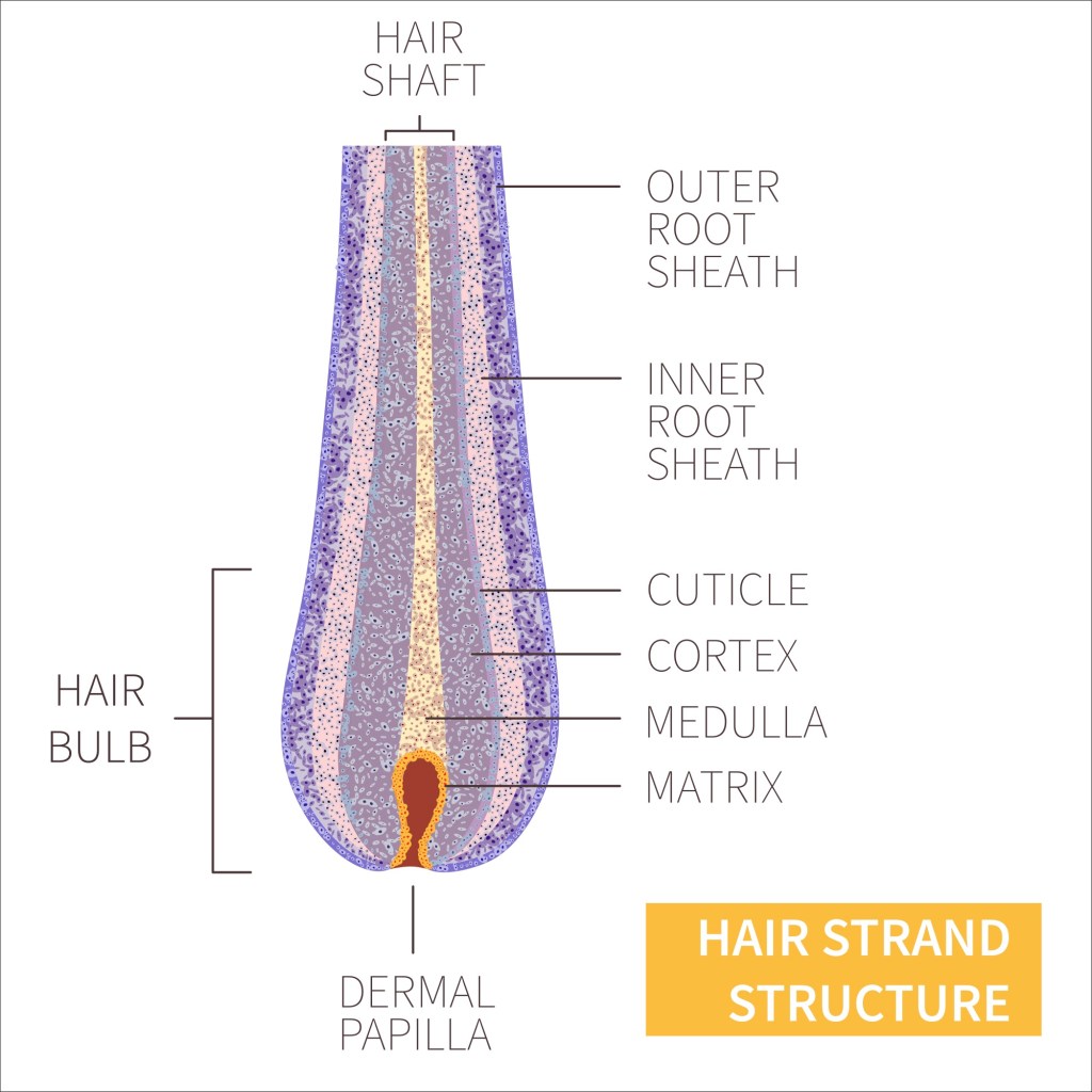 Illustration of what makes up hair
