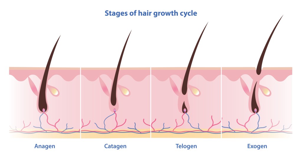 hair growth cycle diagram