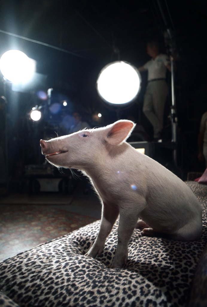GREEN ACRES, Arnold the Piggy (1968)
