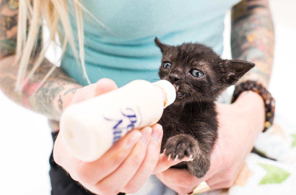 Hannah Shaw bottle feeding a black kitten
