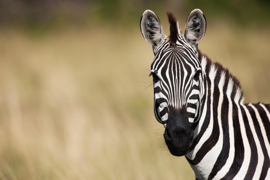 Common or Plains zebra portrait (Equus quagga burchellii). Maasai Mara National Reserve, Kenya. Mar 2009.