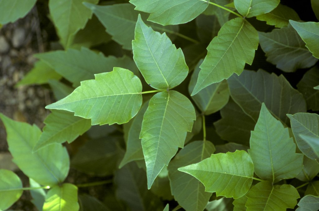 poison ivy