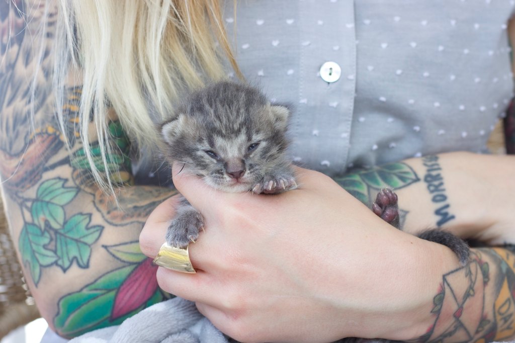 Hannah Shaw holding gray kitten