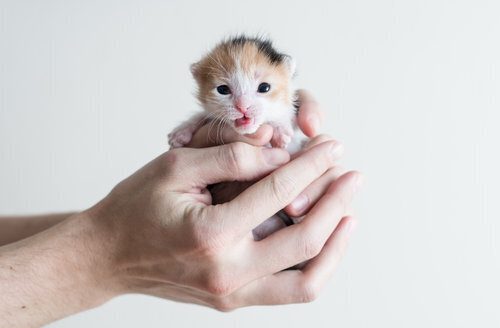 Tiny kitten being held