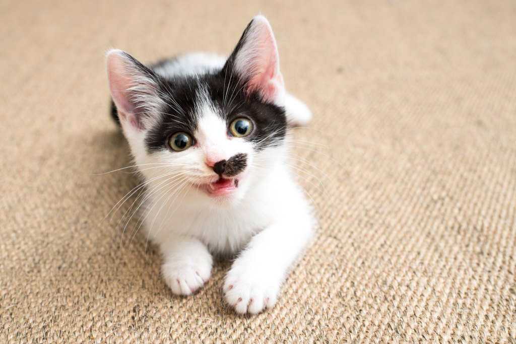 Kitten with uneven mouth