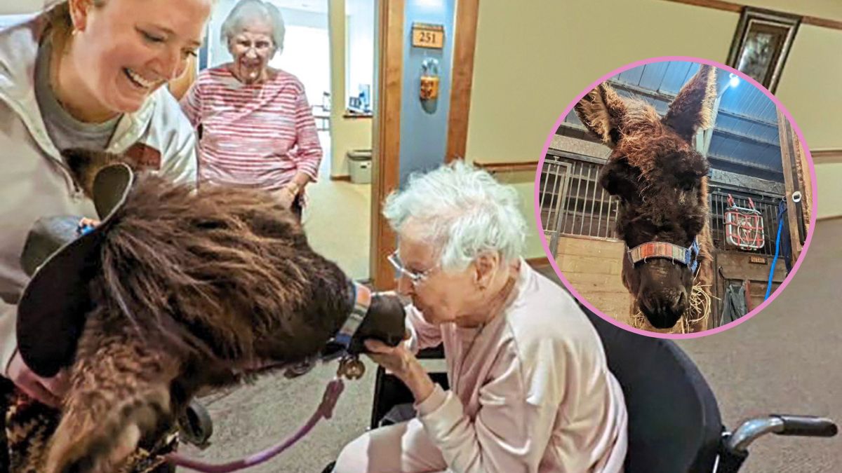 Tiptoe the therapy donkey featured photo