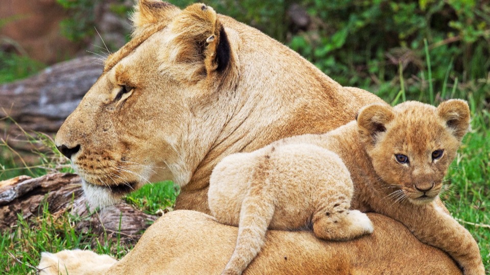 cropped-Zoo-Aquarium-Month