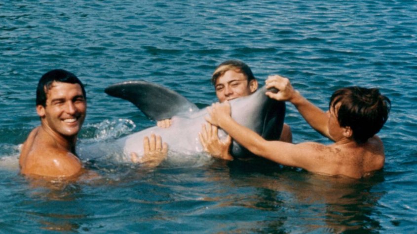 'Flipper' TV Show: 7 Facts About the 1964 Dolphin Sensation | Woman's World