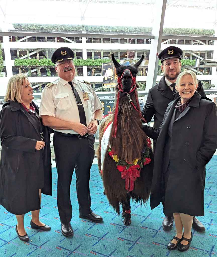 Shannon and Lori's llamas even comfort airport staff