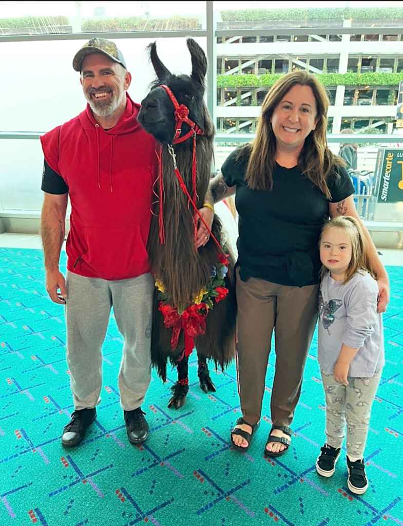 airport llamas calm travelers
