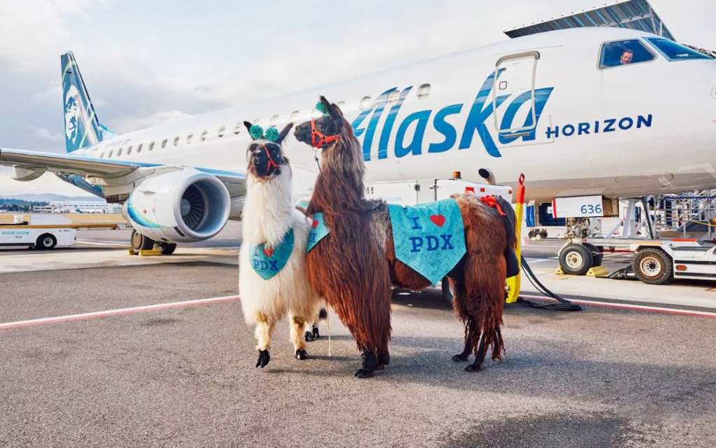 Shannon and Lori's airport llamas