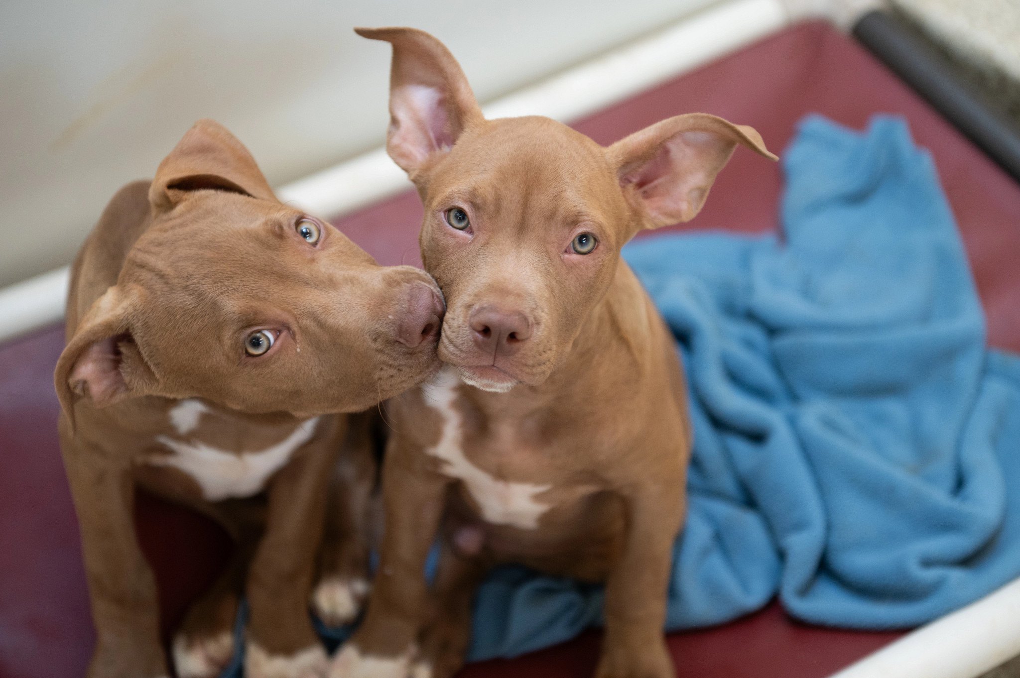 127 Dogs and Cats Saved in Texas Flood Rescue Mission | Woman's World