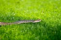how to keep snakes out of yard