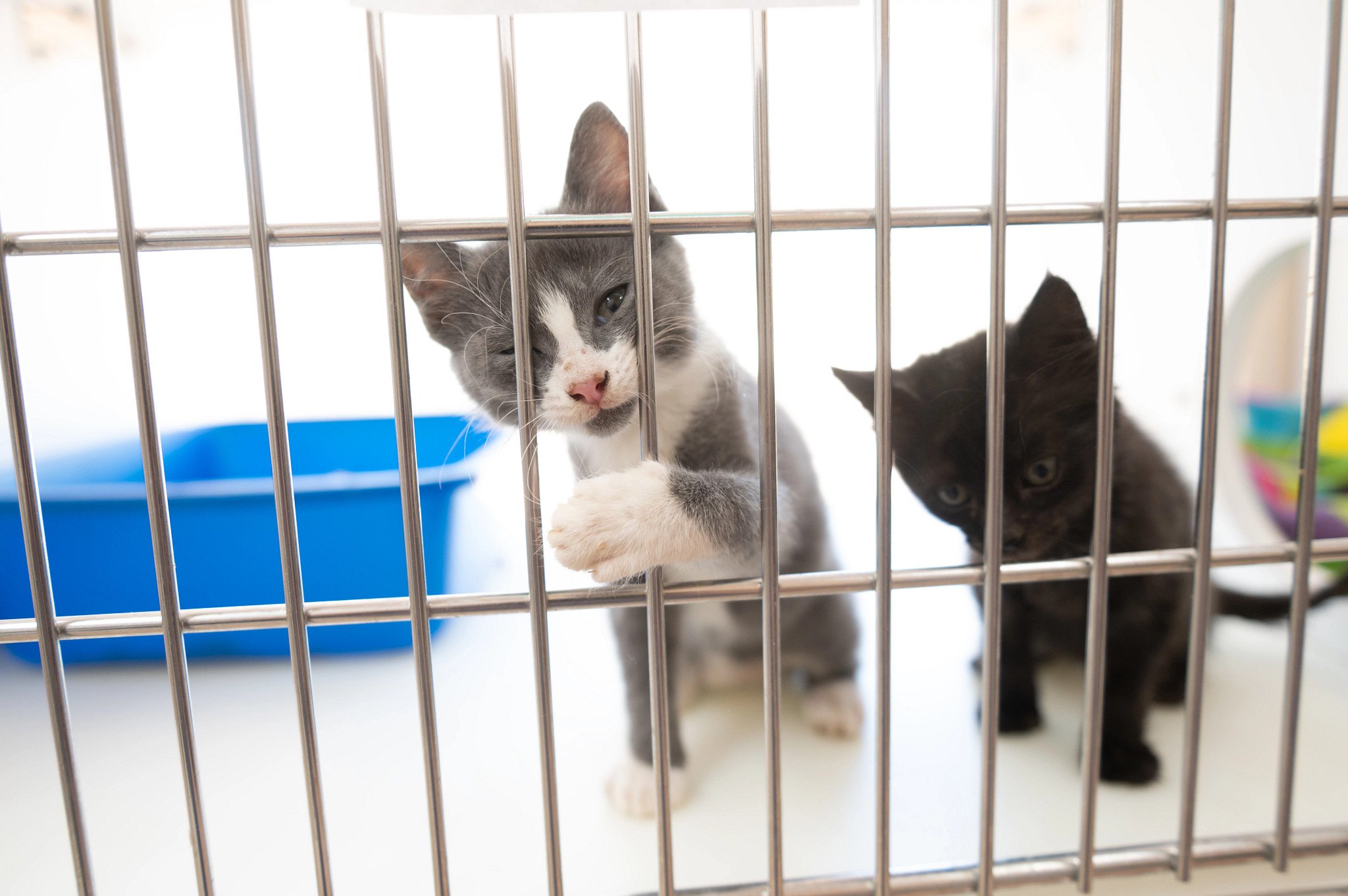 127 Dogs and Cats Saved in Texas Flood Rescue Mission | Woman's World