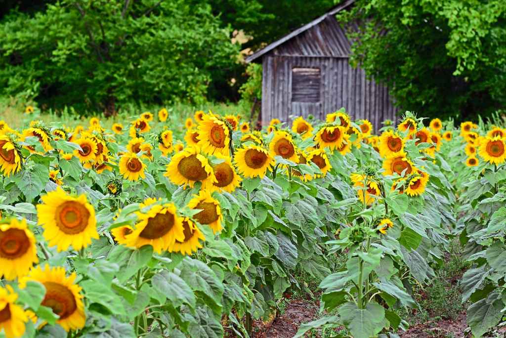 Sunflowers