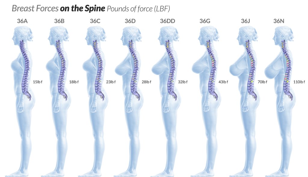 illustration of the force of gravity on various breast sizes