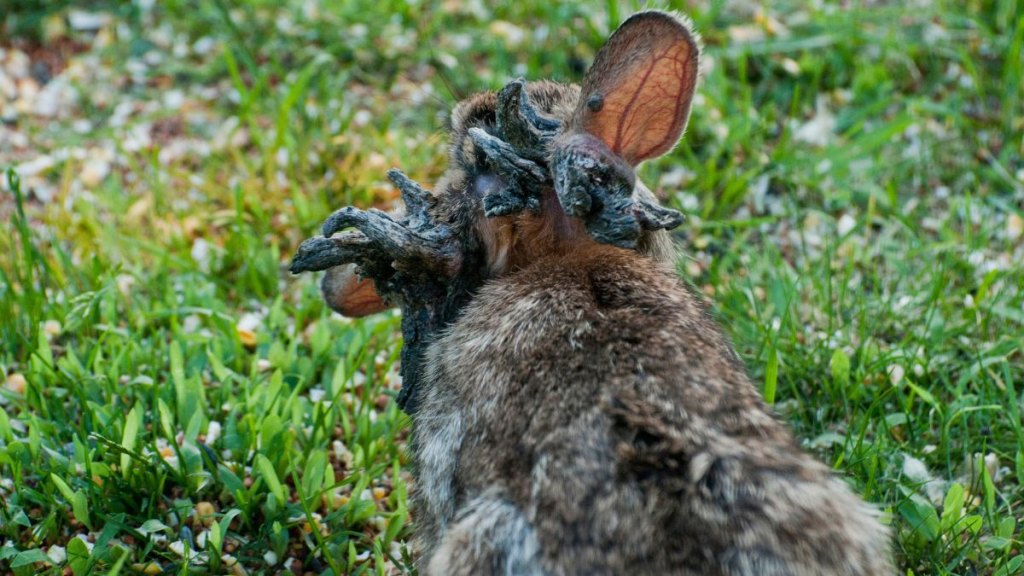 innesota, Eastern Cottontail rabbit, Sylvilagus floridanus, Rabbit with the papilloma virus (CRPV), or Shope papilloma virus, which is a type I virus under the Baltimore scheme, possessing a non segmented dsDNA genome. It infects rabbits, causing keratinous carcinomas, typically on or near the animals head