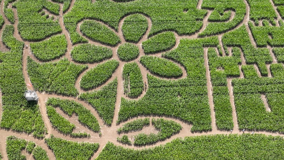 A corn maze