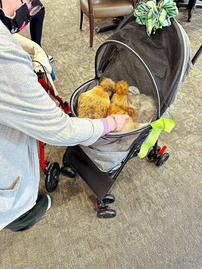 Donut, Pancake and Croissant are three of Kris’ 24 Silkies—a breed of chicken known for their soft feathers and gentle temperaments