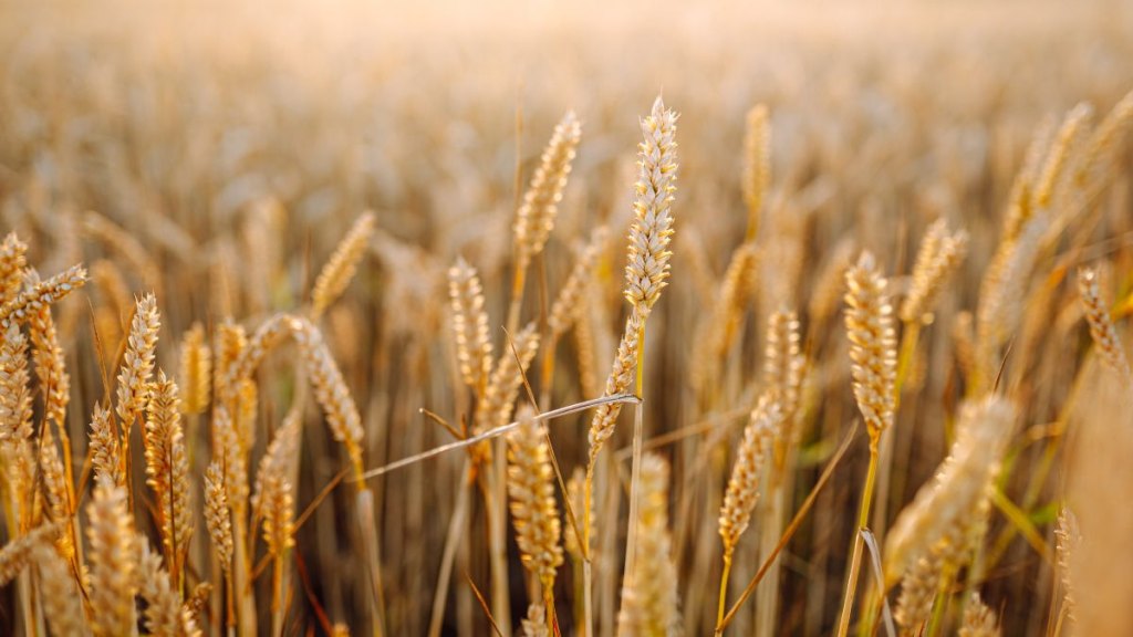 crops
