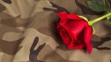 Rose on a military uniform