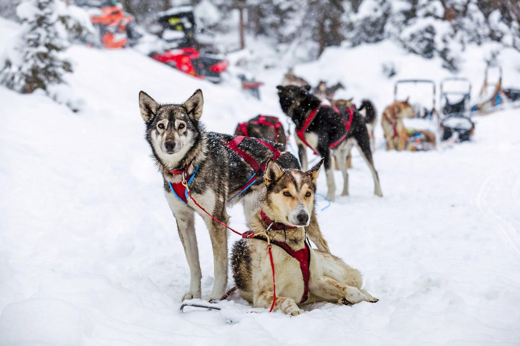 Dog sledding