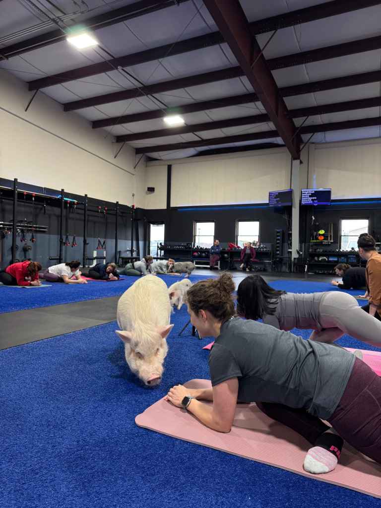 During the sessions, Lindsay leads the classin different poses that evoke calm and allow the oinkers to interact with the clients