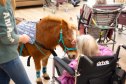 Sawdust the mini horse