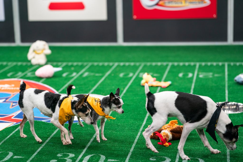 Senior dogs in Puppy Bowl 2026