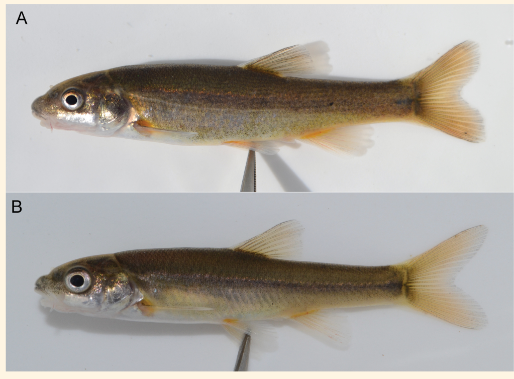 Fresh specimens of Pseudobarbus kubhekai sp. nov. from the Umzimkhulu River system. A. SAIAB Zoosystematics and Evolution