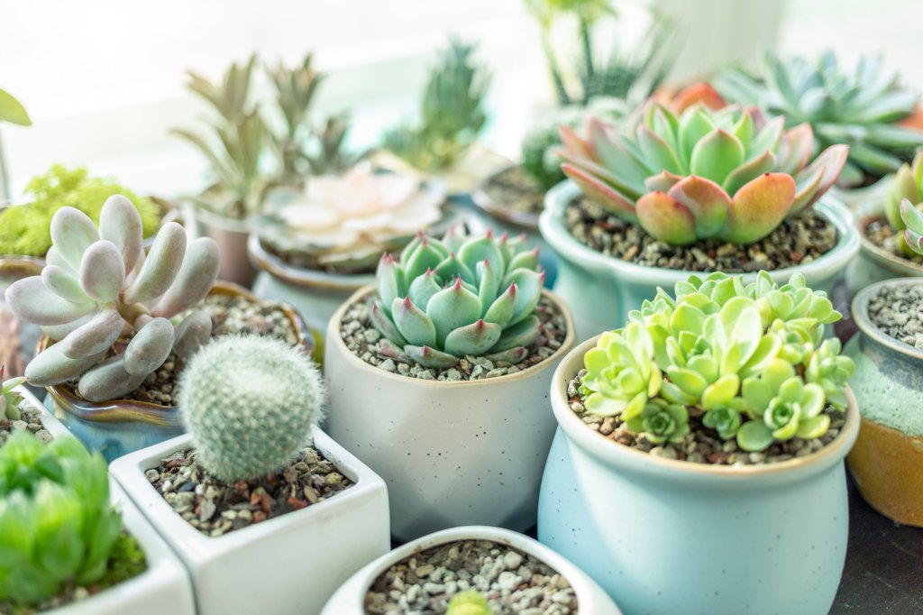 succulents