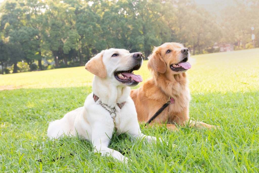 Labrador and golden retriever