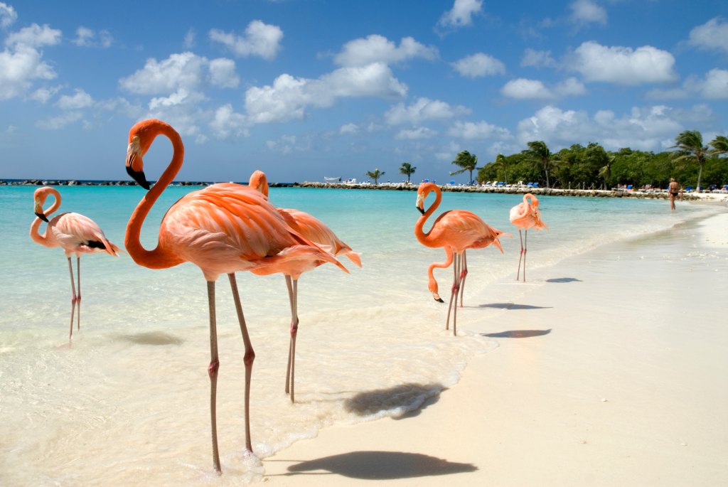 Flamingos in Aruba