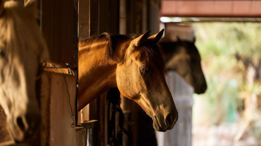 Group of horses gallop in the field in summer day