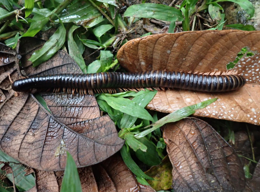 Millipede Rediscovered 2