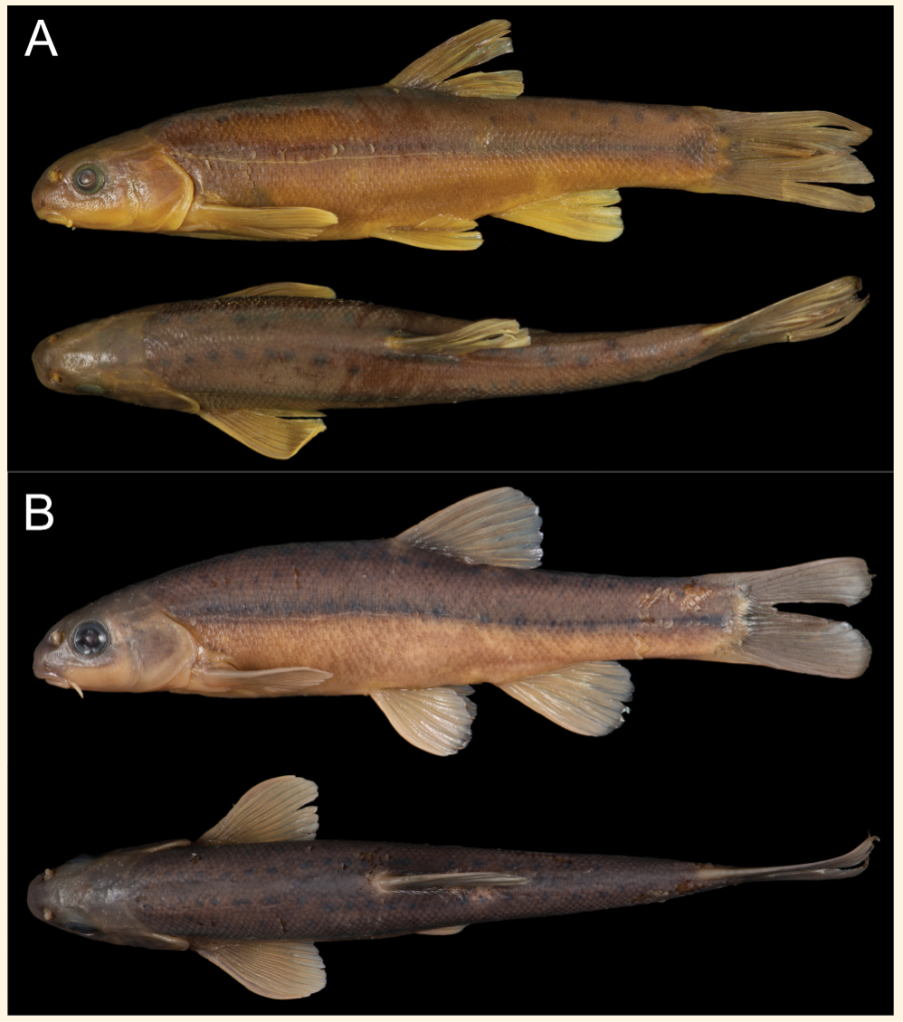 Preserved specimens of Pseudobarbus quathlambae. Zoosystematics and Evolution