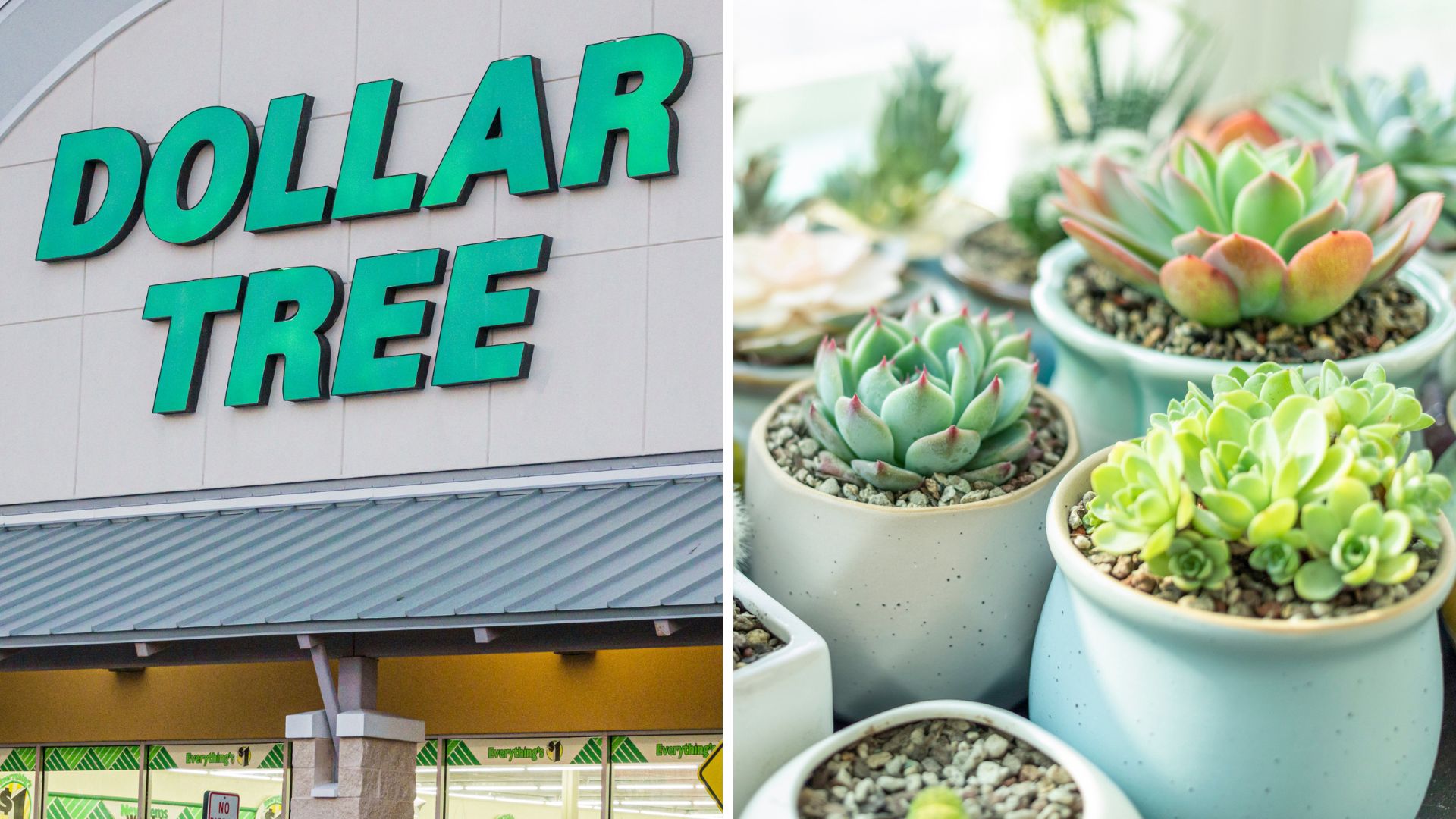 dollar tree / succulent