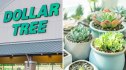 dollar tree / succulent