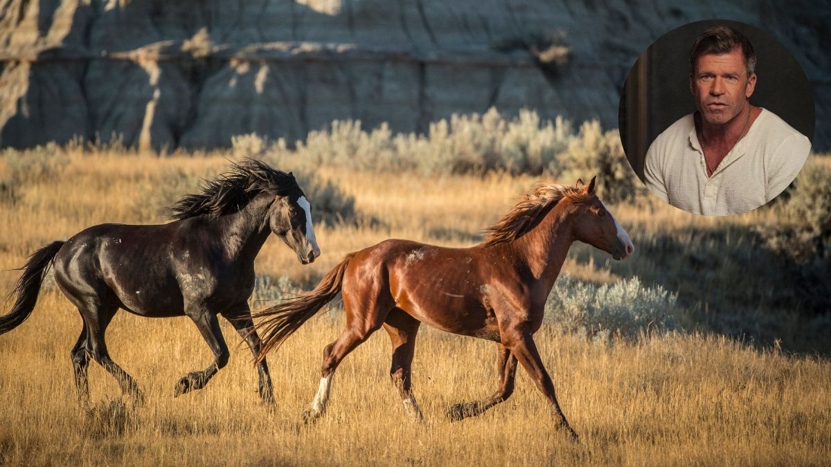 taylor sheridan horses