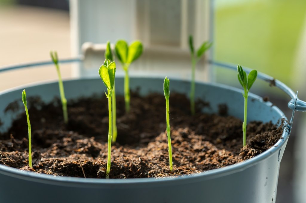 Bucket planter
