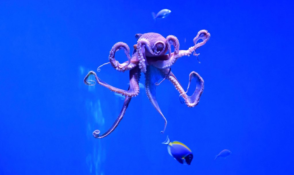 GettyImages-1233142973 octopuses may dream in their sleep